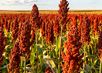 12987纯粮<span>工艺</span>